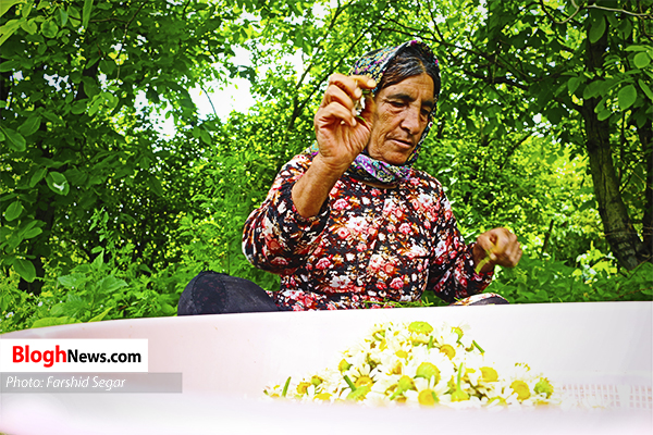 تصاویر/ برداشت گیاه دارویی بابونه در روستای زلت بهشهر