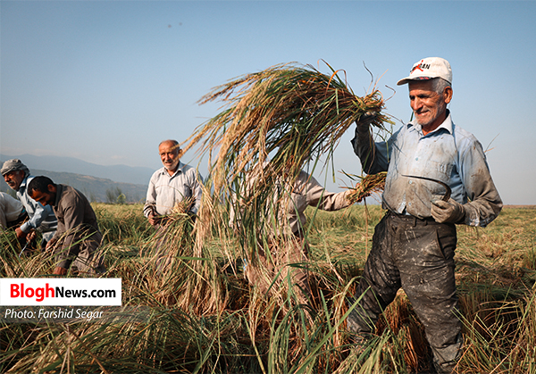 تصاویر/ برداشت برنج به روش سنتی از شالیزارهای گلوگاه